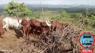 ndama jigushilaga april 30 2023