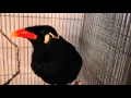 Lagu Amazing Talking Indian Hill Mynah Bird - Can Say Kazi Bhai, Mynah, and more