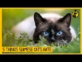 5 Things Siamese Cats Hate That You Should Avoid