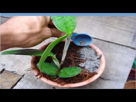 COMO PLANTAR ORQUÍDEAS
