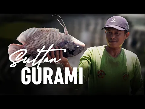 Sultan Gurami