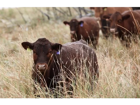 Download MP3 What beef producers need to know about pain control and prevention