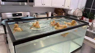 Watch my ducklings diving 🤿🐥
