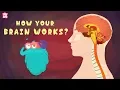 Download Lagu How Your Brain Works? - The Dr. Binocs Show | Best Learning Videos For Kids | Peekaboo Kidz