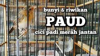 paud cici padi merah jantan belajar bunyi salome gacor cici padi merah gacor