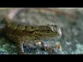 Spring in Yosemite, Beautiful Relaxing Music, Peaceful Soothing Instrumental Music, by Tim Janis