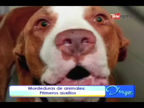 Mordeduras de animales primeros auxilios