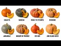 Every Edible Pumpkin Explained in 8 Minutes