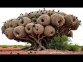 Download Lagu Most Incredible Bird Nests That Redefine Natural Architecture!