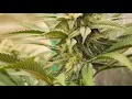 Lemon Tree Lemon Skunk Sour Diesel Week 5 BIG Indoor Bloom Low Stress Training a Sativa 8 2024