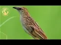 Download Lagu MASTERAN GACOR \u0026 PIKAT CUCAK KORENG SUARA PANCINGAN JERNIH | KICAU MERDU SUARA BURUNG