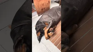 Her rainy day blues ..#fypシ #Fyp #Dream #pets #doberman
