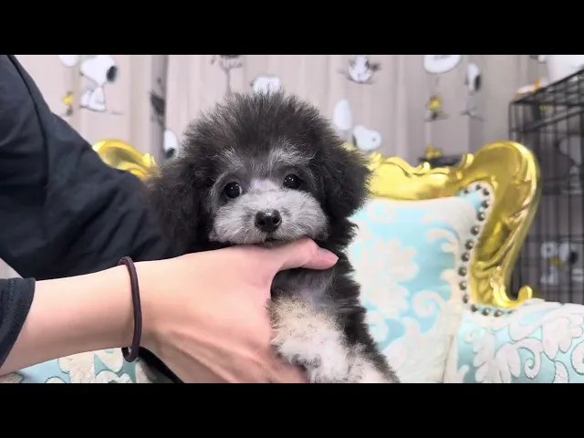 動画