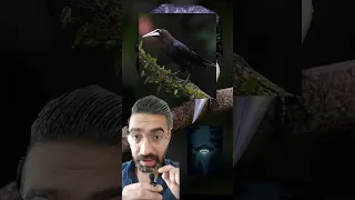 عجائب طائر الصوت الماورائي مذهل للغاية 