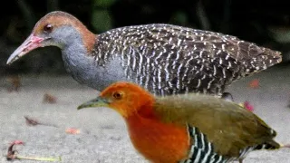 gabungan suara pikat burung sintar beker dan tikusan merah