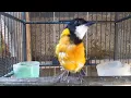 Download Lagu suara burung bimoli jantan gacor cocok buat pancingan