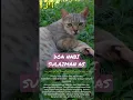 Download Lagu DOA NABI SULAIMAN AS❗️AGAR BINATANG PELIHARAAN TENANG