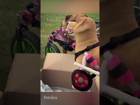 Celebrating What Makes Your Pet Special | Differently-Abled Petsies