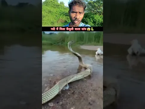 नंदी में मिला केंचुली वाला सांप 😱🐍 #snakevideo @sanjaysnake #shorts