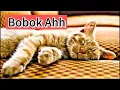Download Lagu Musik kucing Tidur