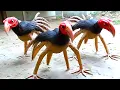 Download Lagu 20 Rarest Birds on Earth Scientists Are Still Studying
