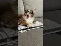 Download Lagu Cat facts #mikathefluffy #cat #shorts