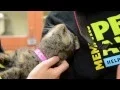 Memphis Pets Alive Giving Tuesday