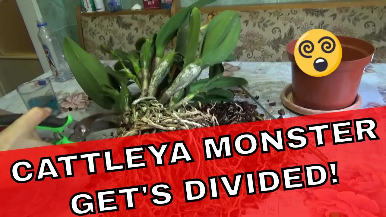 DIVIDING CATTLEYA ORCHIDS THE MONSTER CATTLEYA GETS DIVIDED