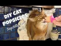 DIY Cat Popsicle Treats Help Your Cat Beat the Heat - Recipe to Make Them