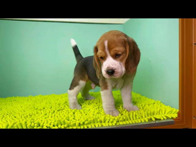 動画