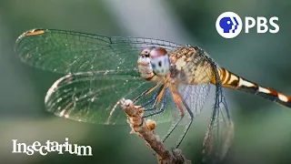 Download What Makes Dragonflies So Extraordinary MP3