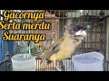 Download Lagu TEMBAKAN TELER BURUNG BIMOLI GACOR