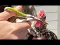 Download Lagu Hoe je een kip een snavelknipbeurt geeft 🐓