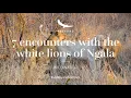 Download Lagu 7 Encounters With the White Lions of Ngala | WILDwatch