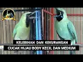 kelebihan Dan Kekurangan Cucak Hijau Bodi Kecil Dan Medium