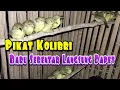 Download Lagu Cara Jitu Pikat Burung Kolibri , Baru Sebentar Langsung Dapet