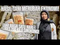 Download Lagu FROM LAND TO PROFIT‼️UNTIL 200KG PER DAY IS SOLD OUT
