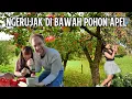 Download Lagu Ngerujak Apel langsung di bawah pohon nya
