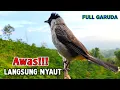 Download Lagu Suara Kutilang Gacor Juara 1 Ampuh Untuk Masteran Pikat 