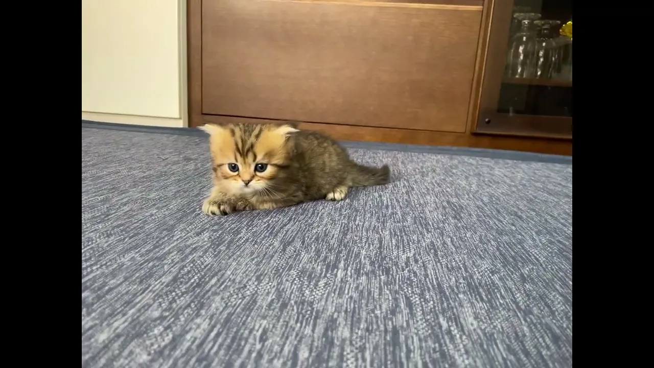 動画