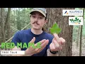 Tree Talk Red Maple