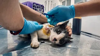 He Asked Us for Help: Rushing an Injured Stray to the Vet.
