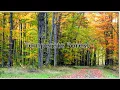 Temperate Forest - Deciduous Forest