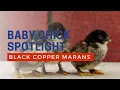 Black Copper Marans Chickens for Sale Cackle Hatchery