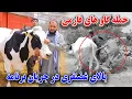 Download Lagu پر درآمد ترین کار/فارم گوساله های نسلی فرانسوی در ولسوالی پغمان