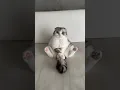 Download Lagu 😺？🧸？ #cat
