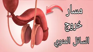 شاهد عملية خروج السائل المنوي عند الجماع مشاهد تعرض لأول مره  شاهد عملية خروج السائل المنوي عند الجماع مشاهد تعرض لأول مره