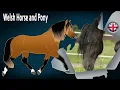 Welsh Horse and Pony horses considered excellent improvers Horse breeds