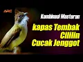 Download Lagu KOMBINASI MASTERAN KAPAS TEMBAK - CILILIN - CUCAK JENGGOT