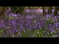Download Lagu The Garden - Take That (Slowed \u0026 Reverb)